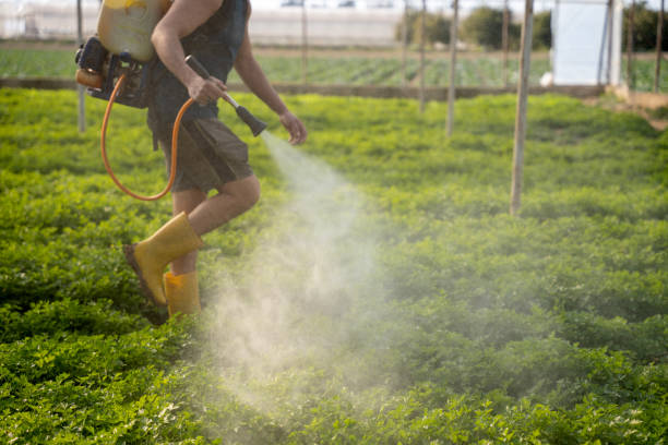 Trusted Verona Walk, FL Pest Control Experts