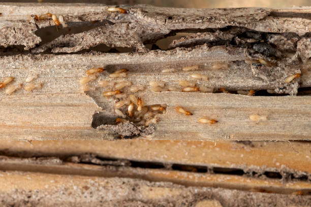 Best Best Pest Control Companies  in Verona Walk, FL